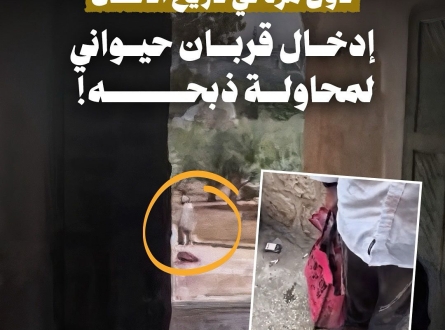 لأول مرة.. إدخال قربان حيواني لمحاولة ذبحه بالأقصى !