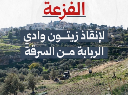 "فزعة" لحماية زيتون وادي الربابة!