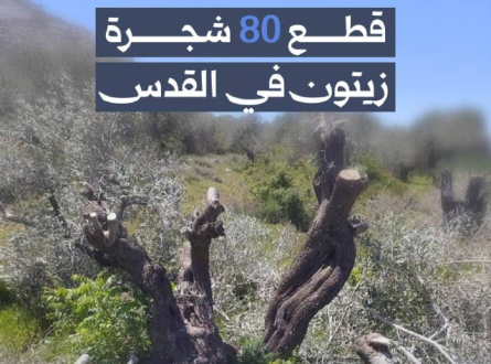 قطع 80 شجرة زيتون في القدس