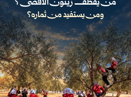 من يقطف زيتون الأقصى؟ ومن يستفيد من ثماره؟
